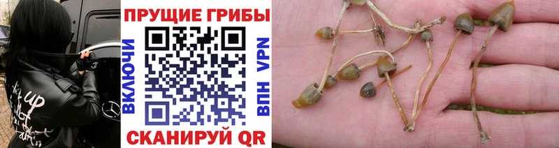 kraken онион  Ясногорск  Галлюциногенные грибы мухоморы 